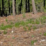 Brotación de Cistus y regeneración de Pinus pinaster en bosquetes