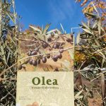 Olea