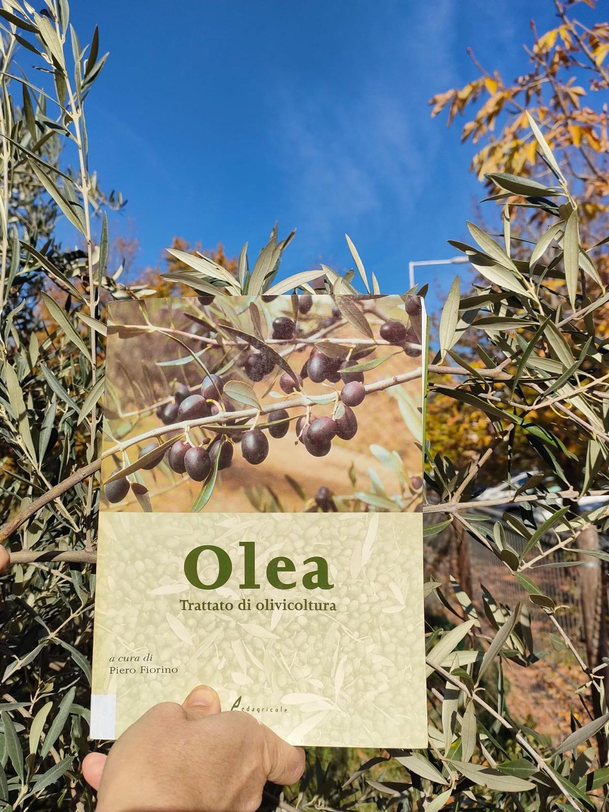 Olea