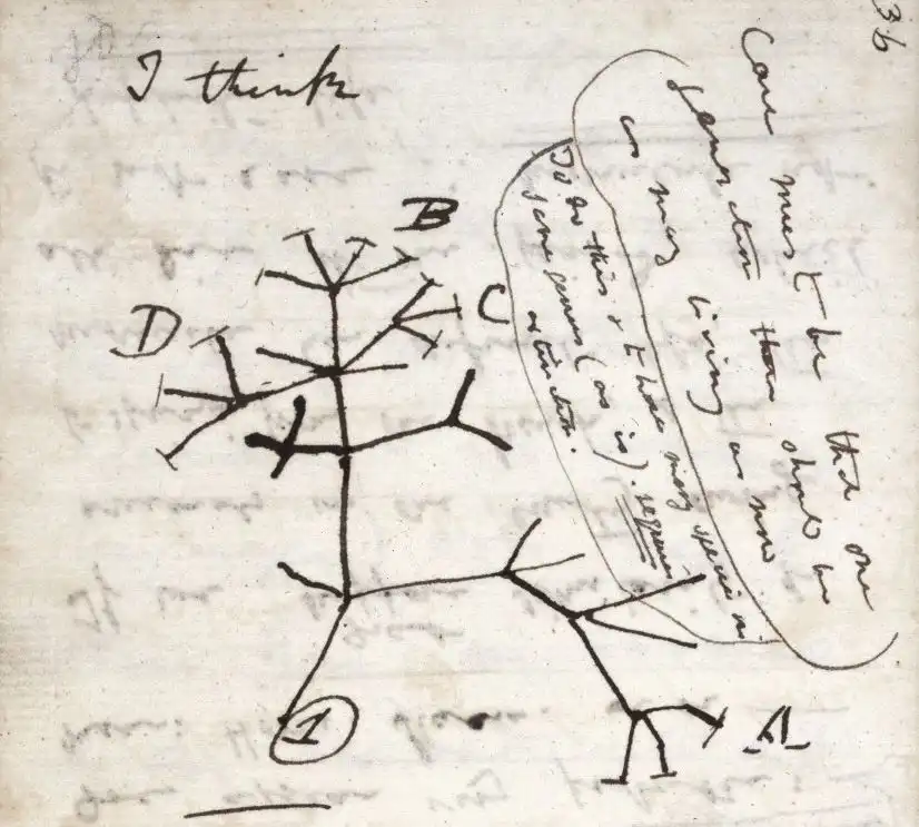 Dibujo del árbol de la vida, según Darwin