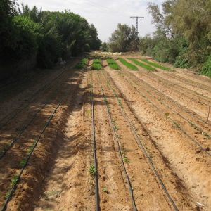 Cultivos de vegetales del CEFA