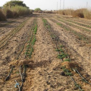 Cultivos del huerto municipal de Smara