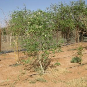 Árboles de moringa del CEFA