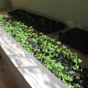 producción local de plantas para transplante